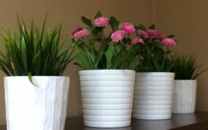 Potted-plants-in-my-office-min